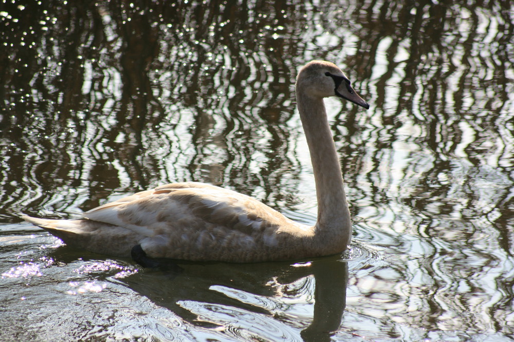 Schwan in Grau