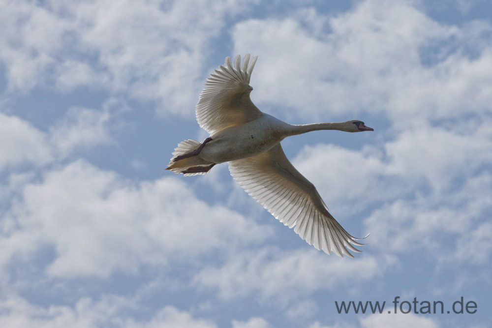 Schwan in Hamm er Lippewiesen