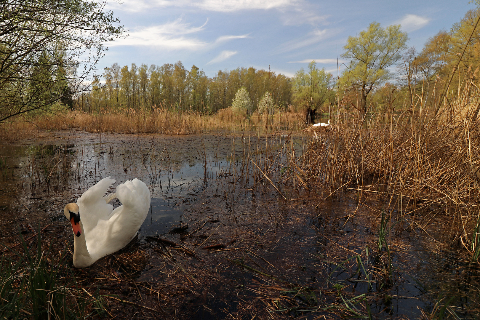 Schwan in Imponierpose