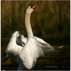 Schwan in Imponierpose