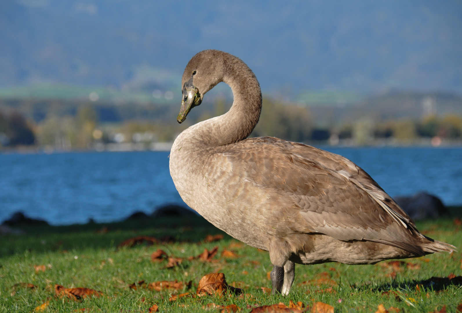 Schwan in jungen Jahren