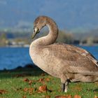 Schwan in jungen Jahren