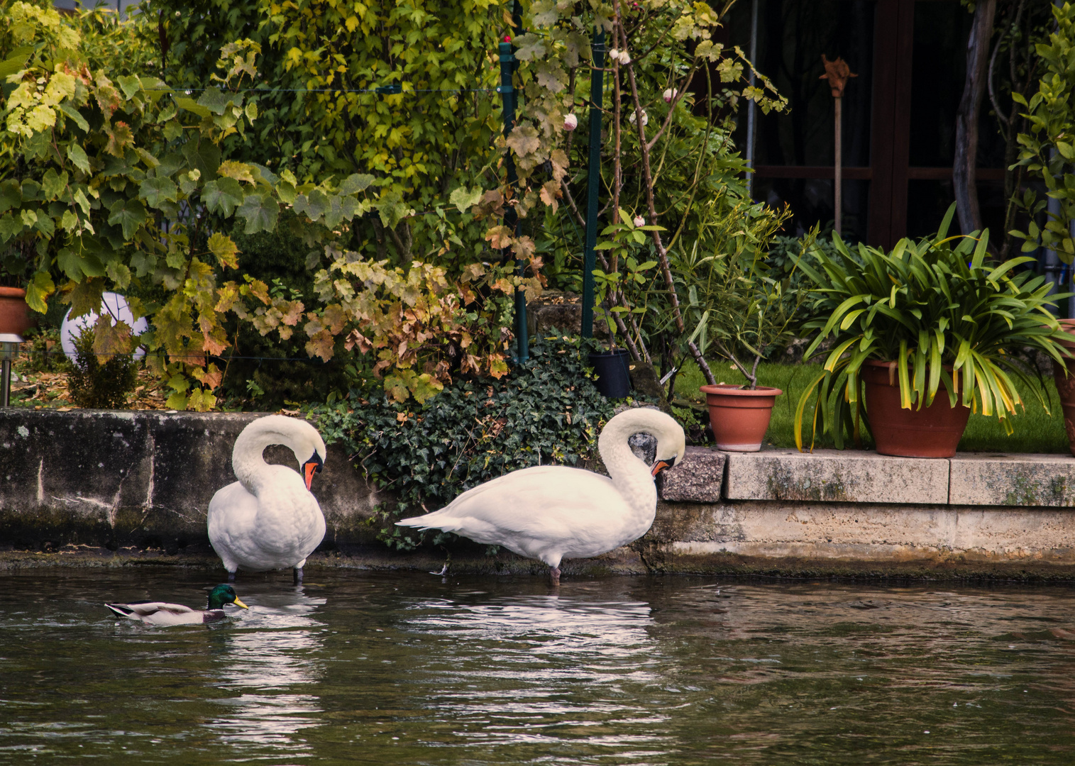 Schwan in Klein Venedig