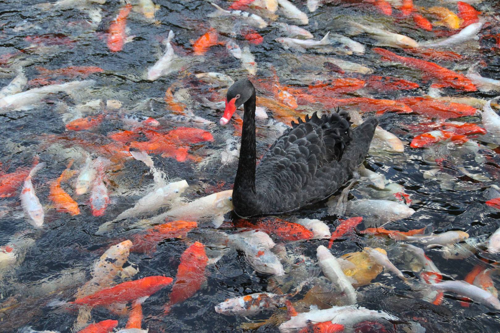 Schwan in Koi-Fischsuppe (Loro Parque)