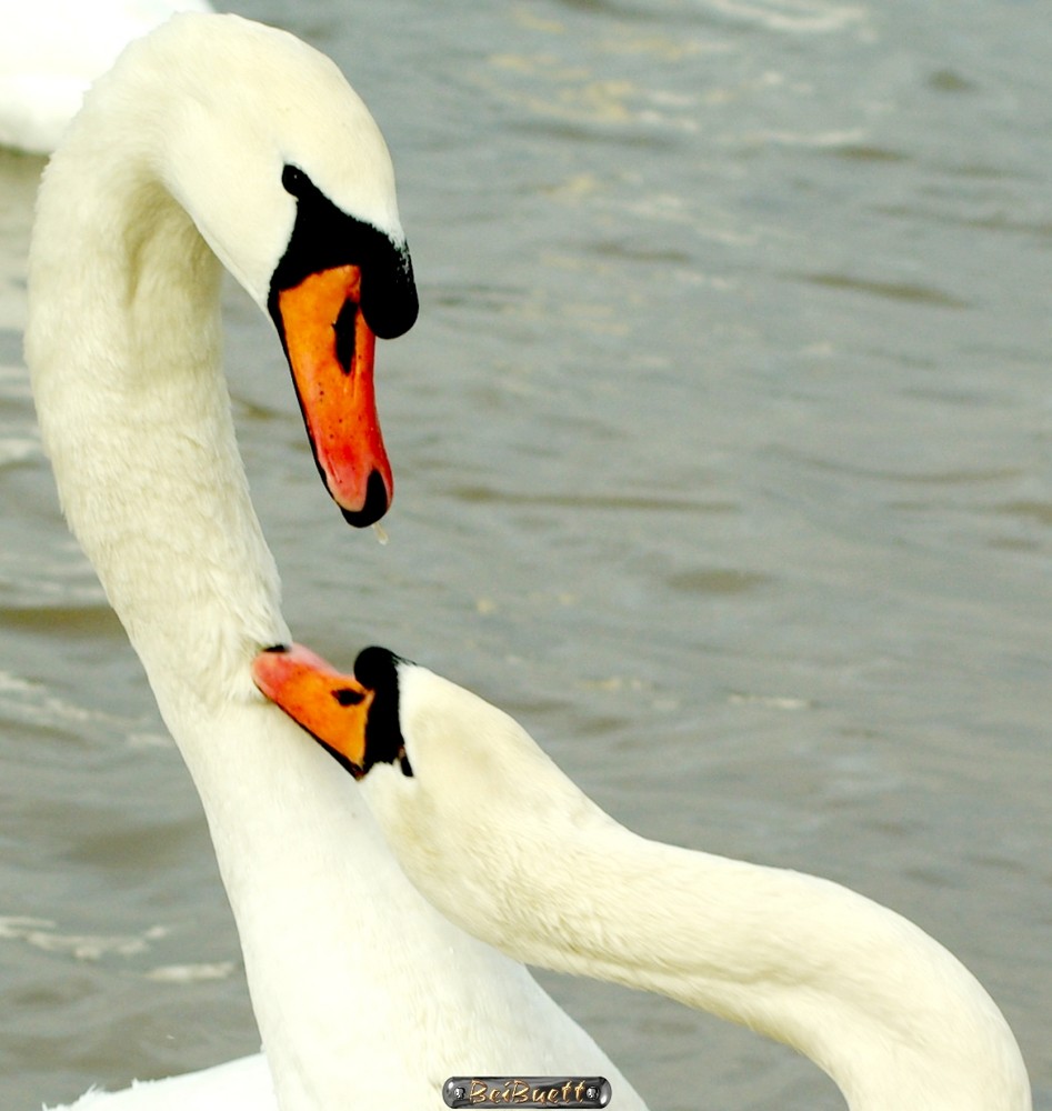 Schwan in Liebe Foto & Bild tiere, wildlife, wild lebende vögel
