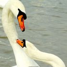 Schwan in Liebe