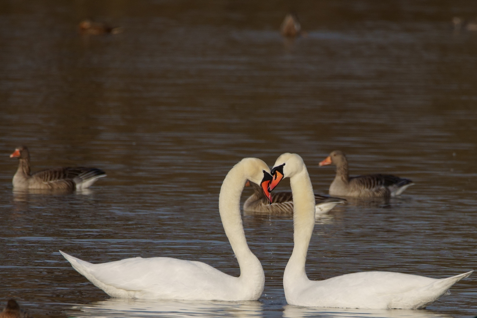 Schwan in love