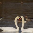 Schwan in love