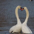 Schwan in love