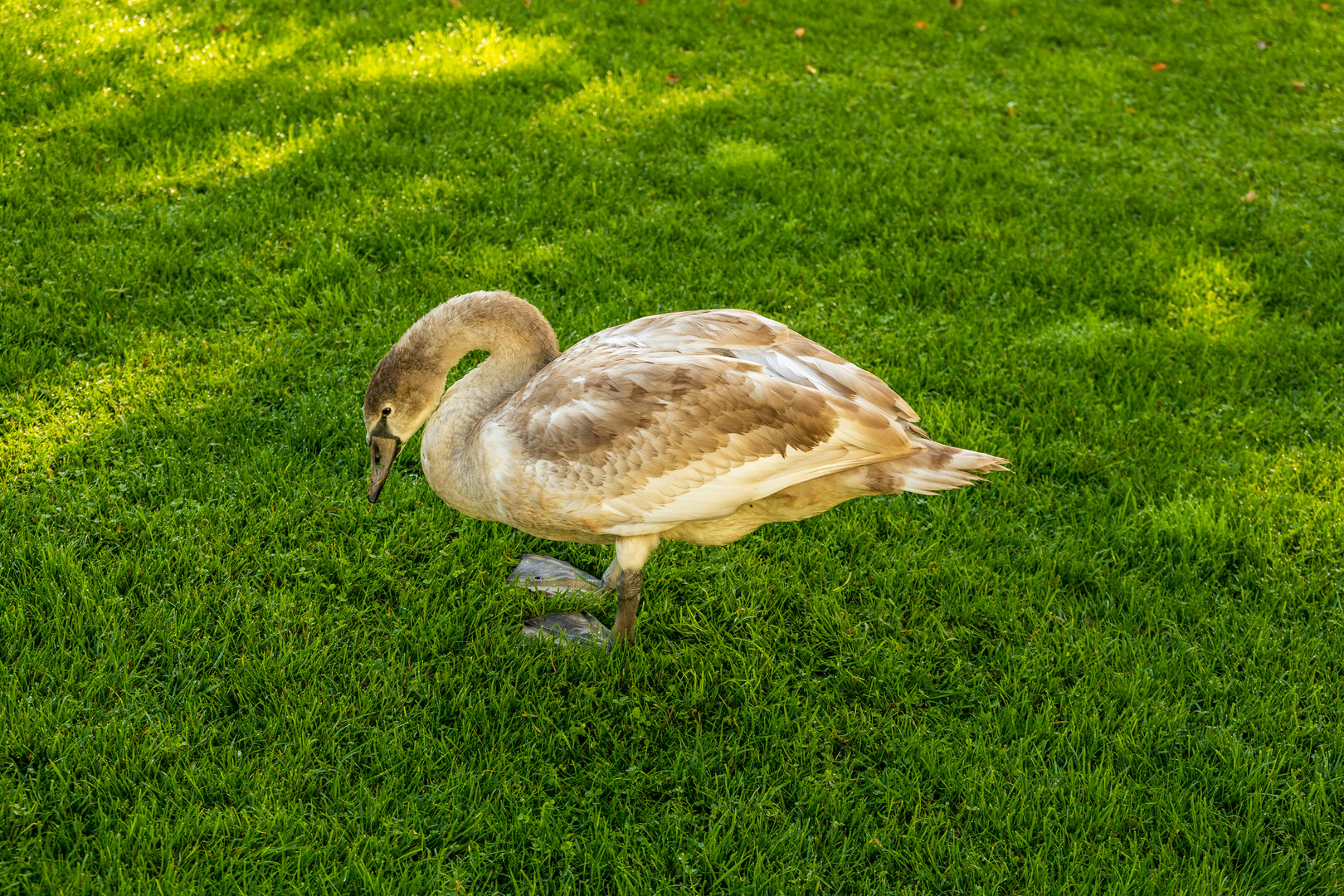 Schwan in Lugano-Paradiso 