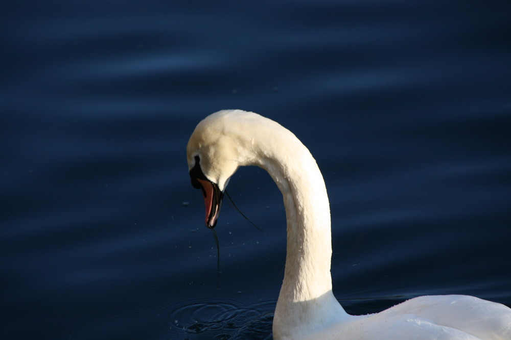 Schwan in Luzern