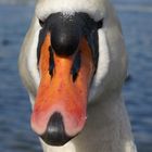 Schwan in Luzern am Ufer