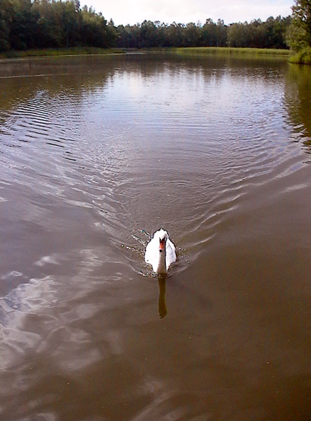 Schwan in Moritzburger Teichlandschaft