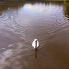 Schwan in Moritzburger Teichlandschaft