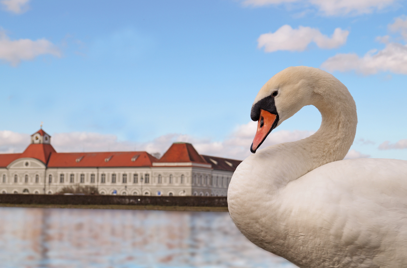 Schwan in Nymphenburg