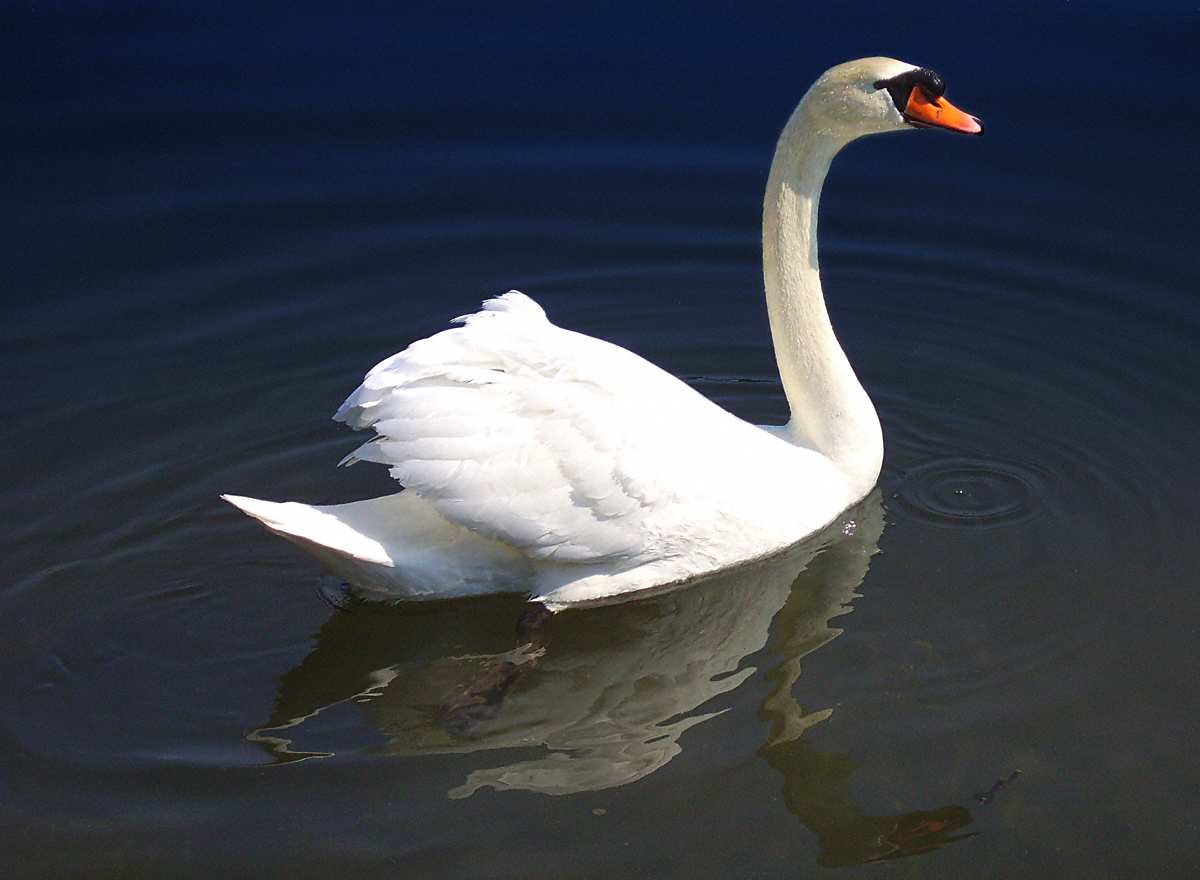 Schwan in Nymphenburg