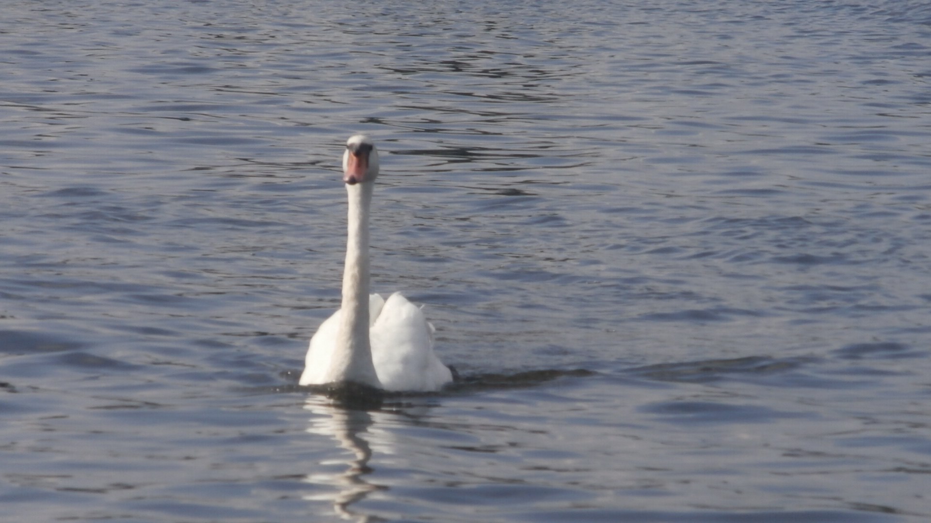 Schwan in plaue