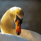 Schwan in Pose