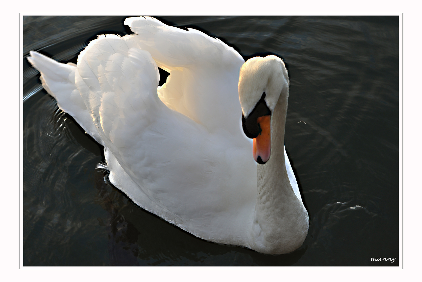 Schwan in Pose