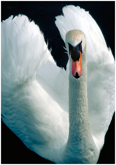 Schwan in Pose