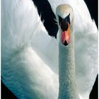 Schwan in Pose