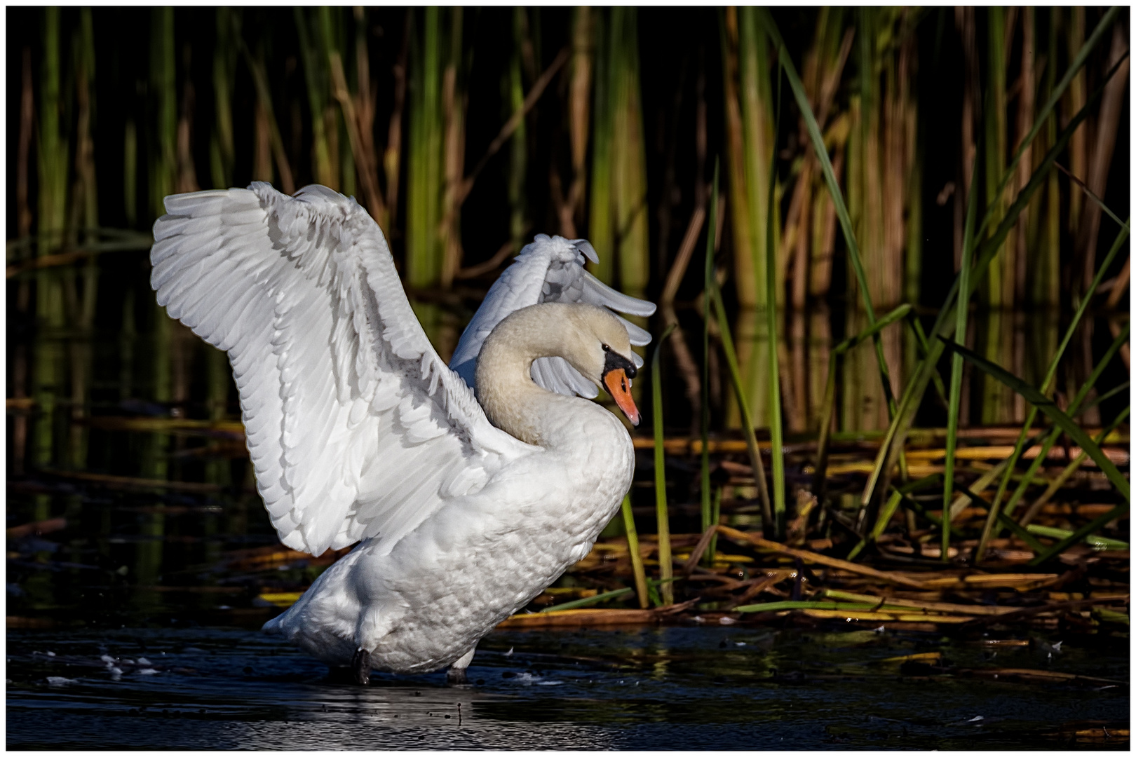 Schwan in Pose