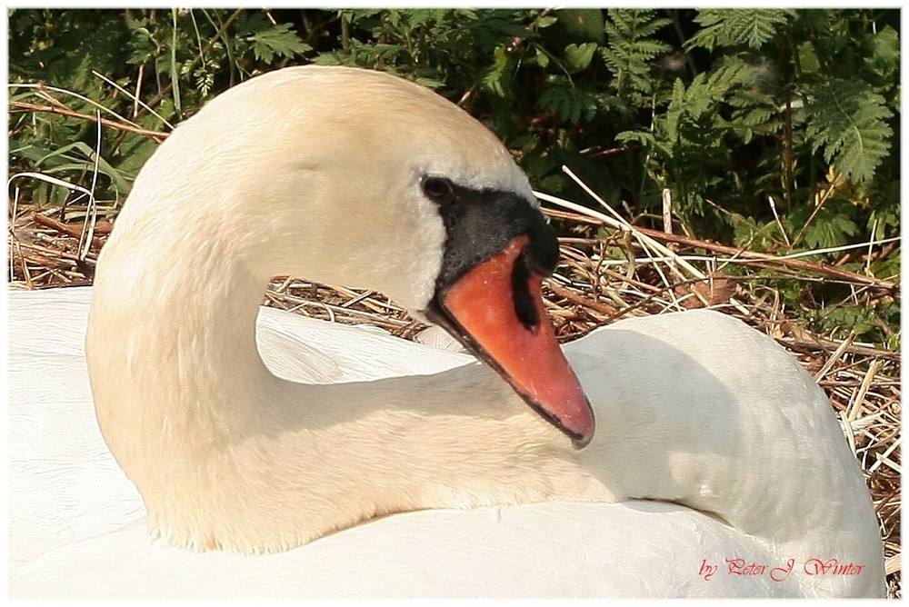 Schwan in Rolandseck