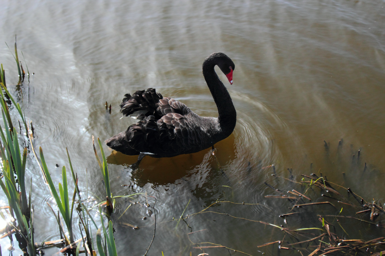 Schwan in schwarz