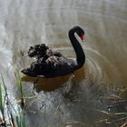 Schwan in schwarz