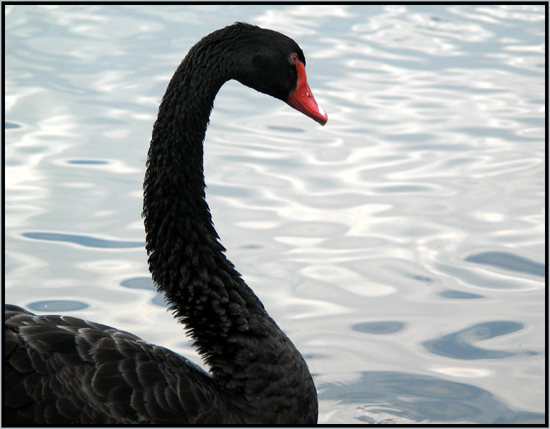 Schwan in schwarz Foto & Bild | tiere, wildlife, wild lebende vögel