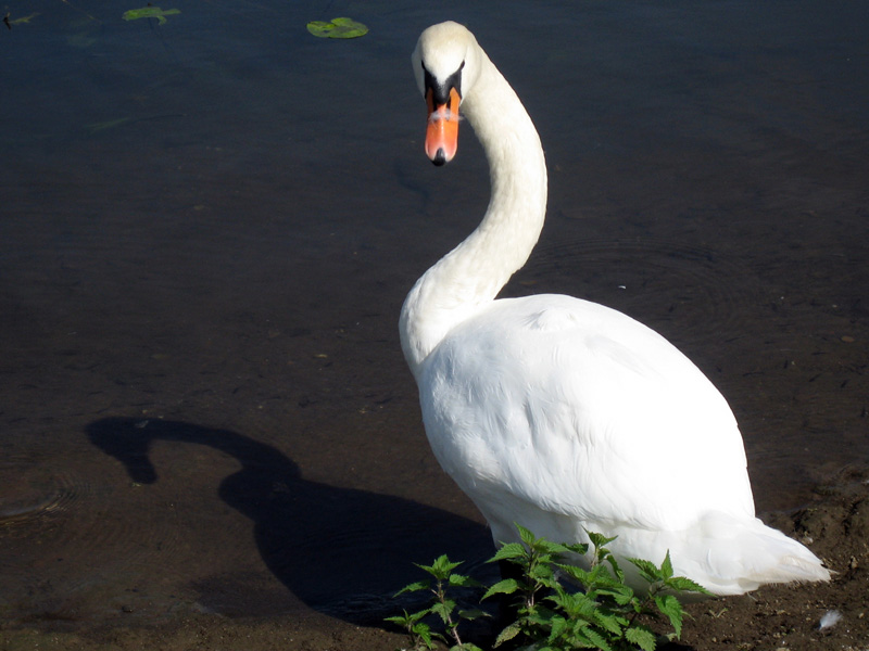 Schwan in schwarz und weiß