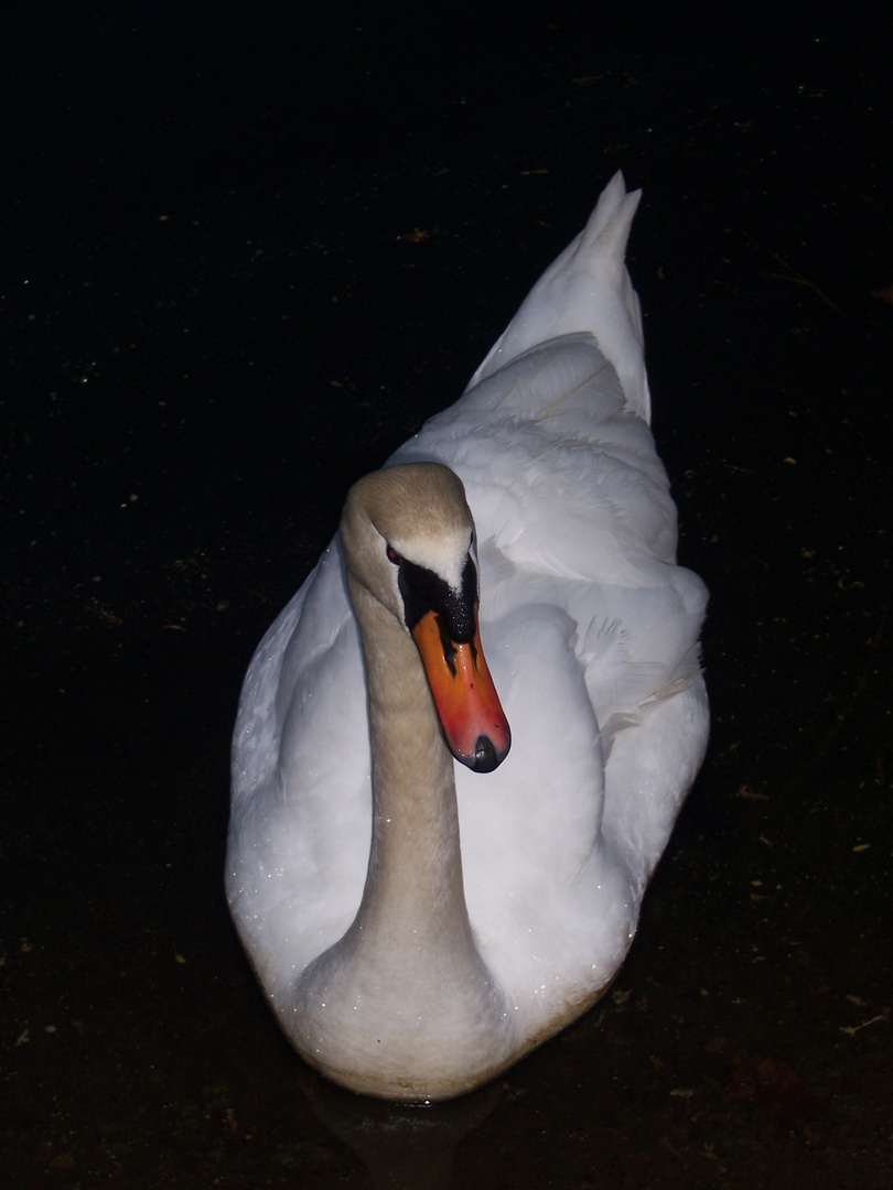 Schwan in schwarz-weiß