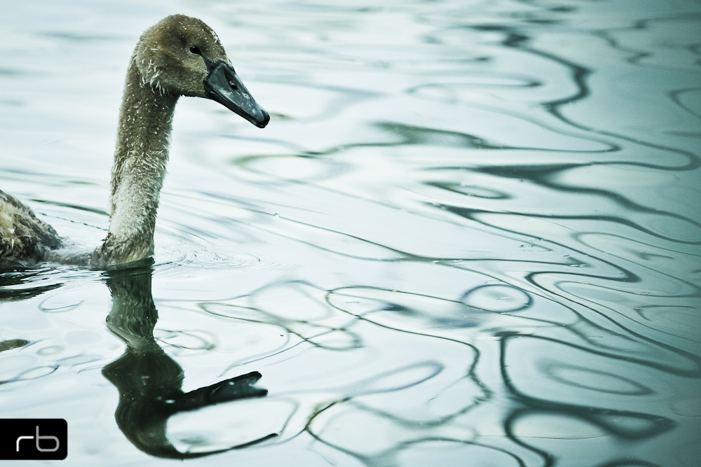 Schwan in See mit Spiegelung