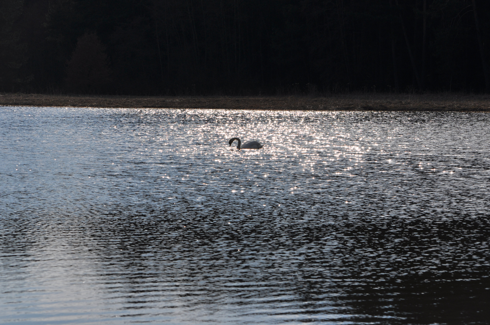 Schwan in Seemosaik...