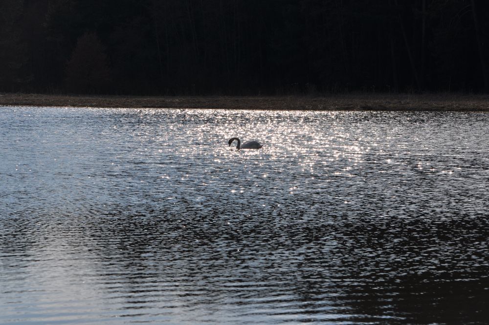 Schwan in Seemosaik...