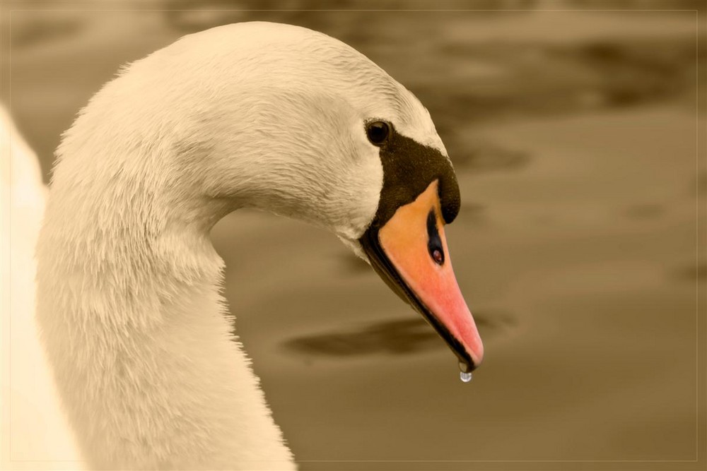 Schwan in Sepia