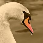 Schwan in Sepia