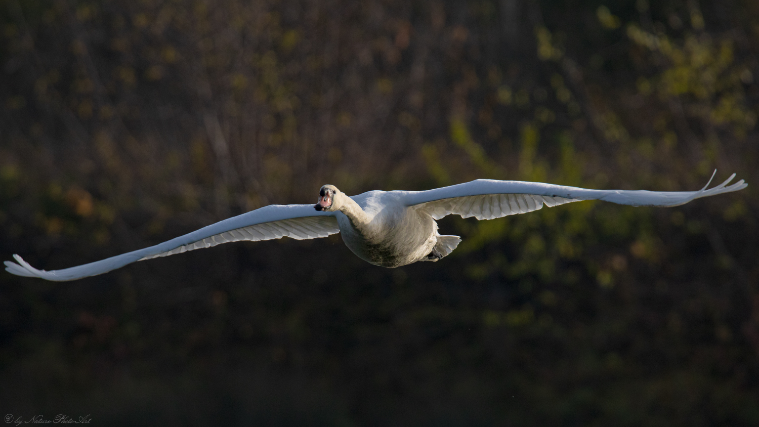 °°°Schwan in Sicht°°°