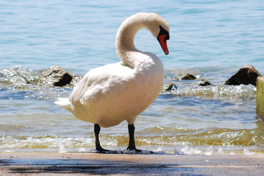 Schwan in Sirmione