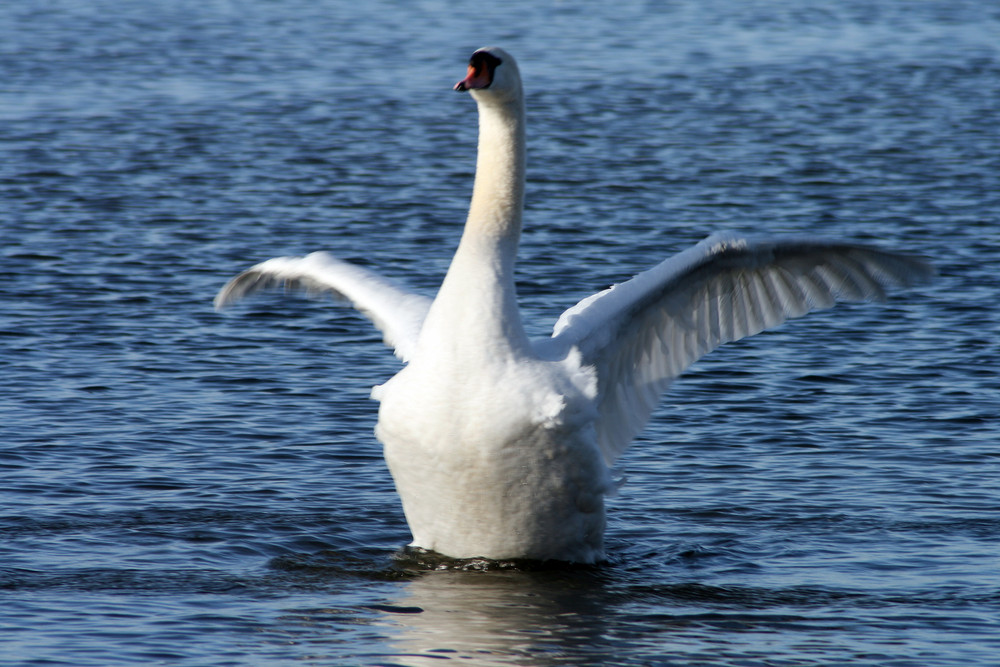 Schwan in Steinhude - voller Stolz