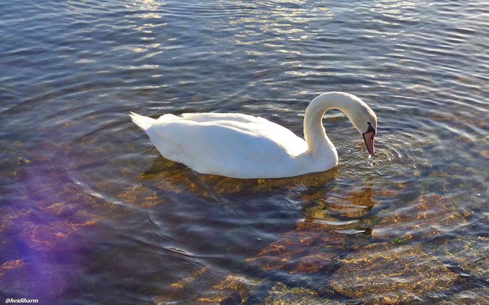 Schwan in Travemünde gesichtet