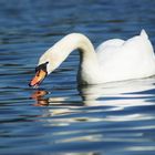 Schwan in Tübingen