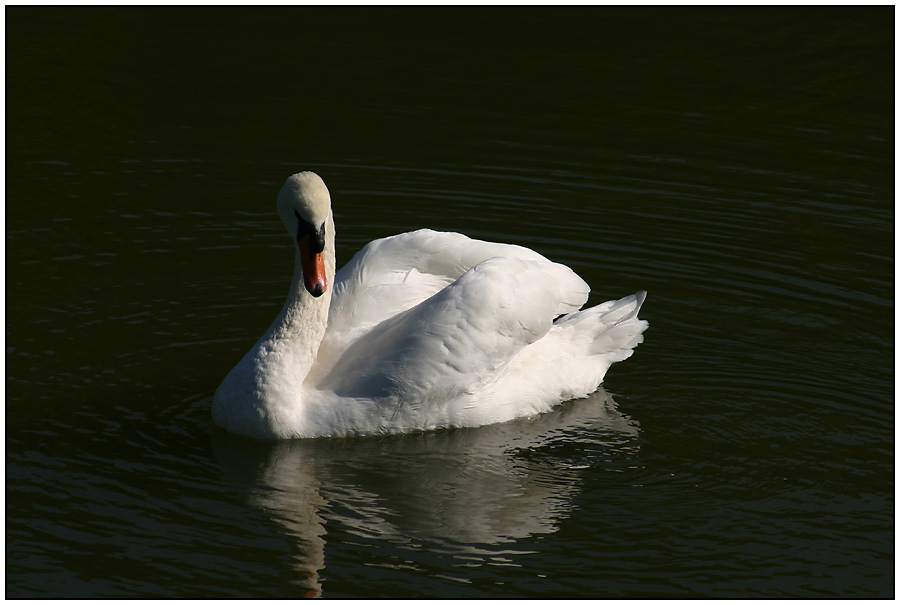 Schwan in Villandry (Loire, Frankreich)