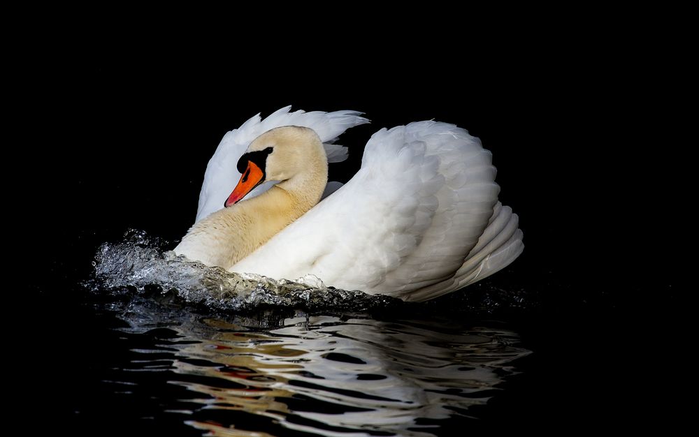 Schwan in voller Fahrt