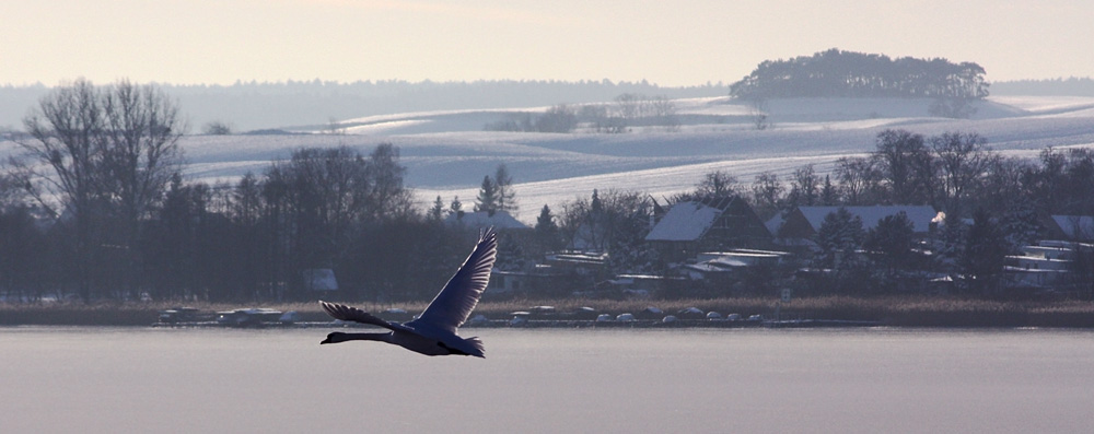 Schwan in Winterlandschaft