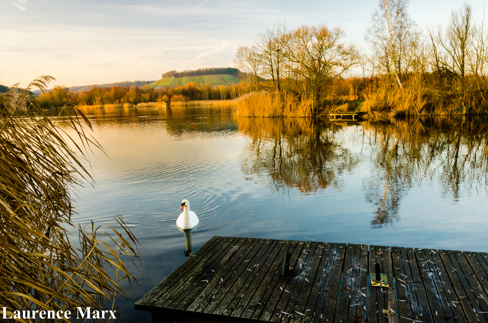 Schwan in winterlichem Sonnenlicht