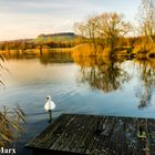 Schwan in winterlichem Sonnenlicht