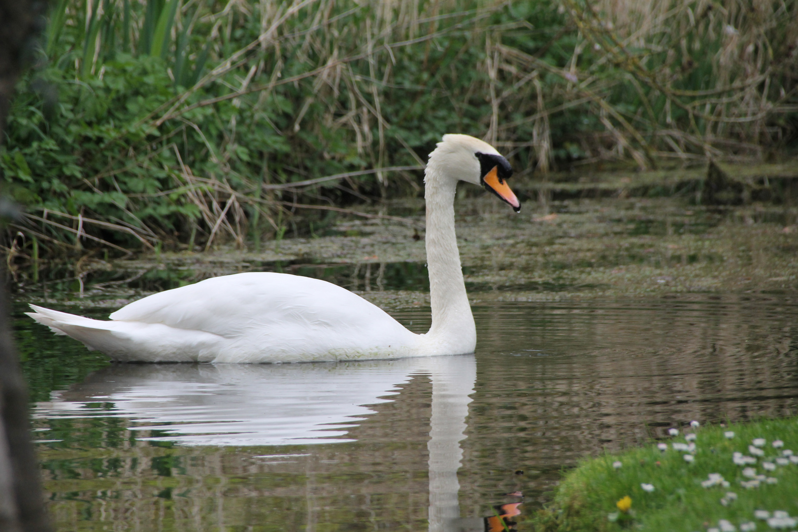 Schwan, Irish Studd, Kildare, Irland