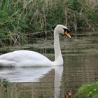 Schwan, Irish Studd, Kildare, Irland