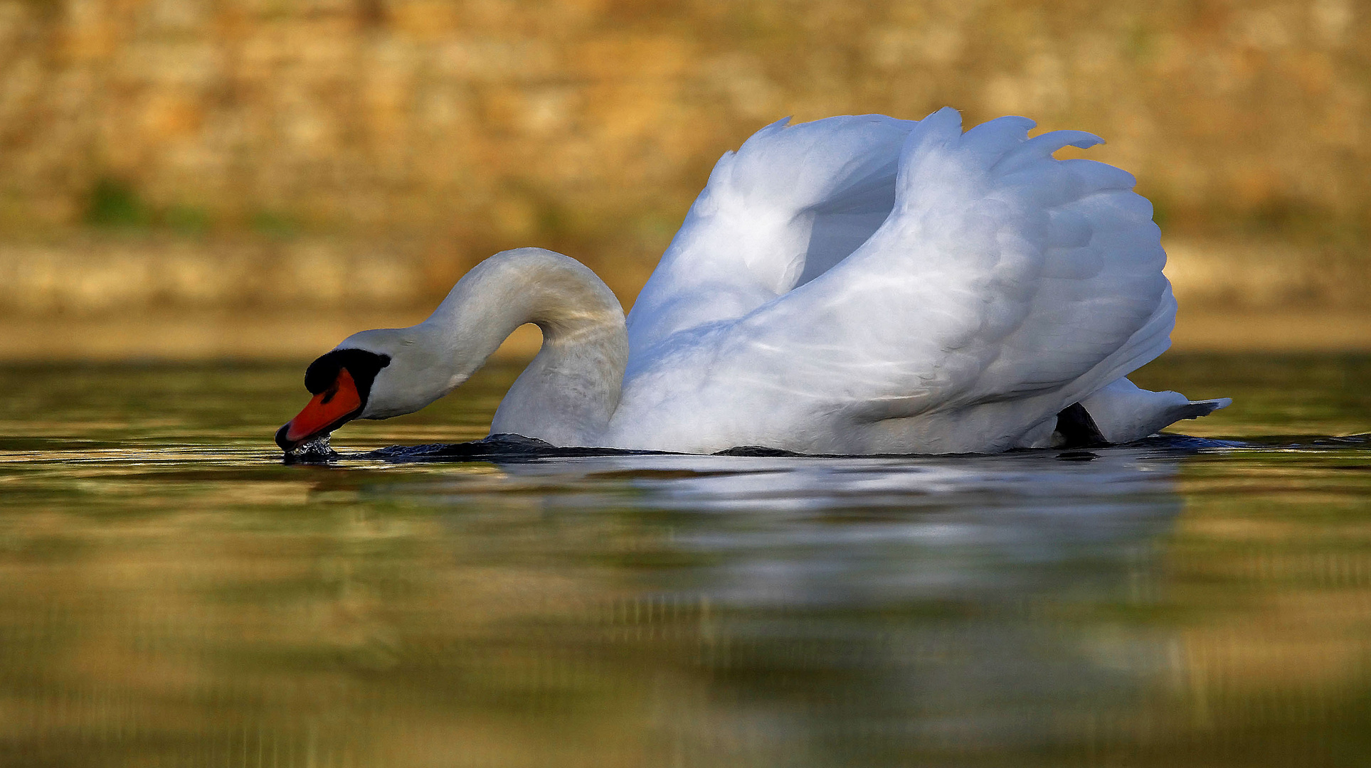 Schwan ist durstig